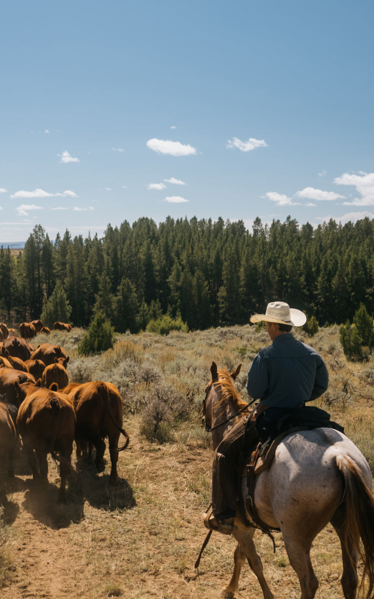A cowboy wearing a white hat and blue shirt rides a horse while herding a group of brown cattle through an open grassy landscape toward a dense pine forest under a blue sky.
